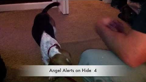 Bed Bug dog sniffing out the bed bugs