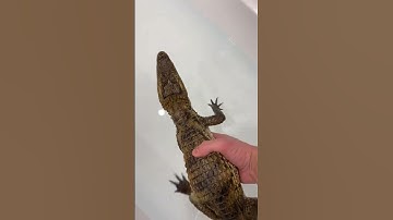 Домашний крокодил "Пушок" 🐊