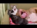 CATS AND PITBULL  Awesome Friendship - Funny Cat and Dog
