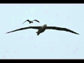 Fleetwood Mac - Albatross (The Pious Bird Of Good Omen)
