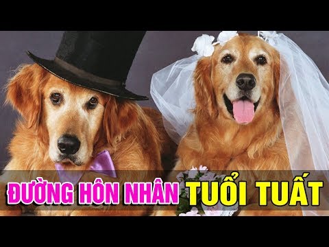 Tử Vi Đường Hôn Nhân Người Tuổi Tuất Tuổi Kết Hôn Hợp Và Kỵ Của Tuổi Tuất