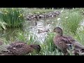 Duck Days 15/6/26