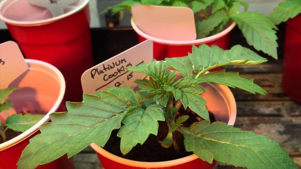 Medicine Man seeds Thin mint cookies and MotherShip Mini NFS in 4k UHD