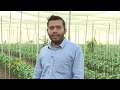 Capsicum farming kvk kosbad  vighnahar creations