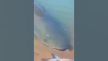 Cận cảnh câu cá khổng lồ #cacconvat #docla #fishing