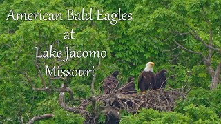American Bald Eagles at Lake Jacomo, Missouri by Dennis Schuller jr 72 views 13 days ago 3 minutes, 51 seconds