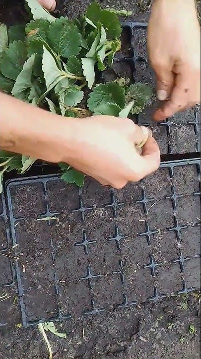 посадка рассады клубники в кассеты🍓 - YouTube