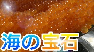 生の筋子をかねこ特製のイクラ醤油漬けにしてみた！【163本目】