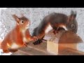 My Squirrel Family 3 - With their playfully young´s 3 - Mit ihren verspielten Jungen