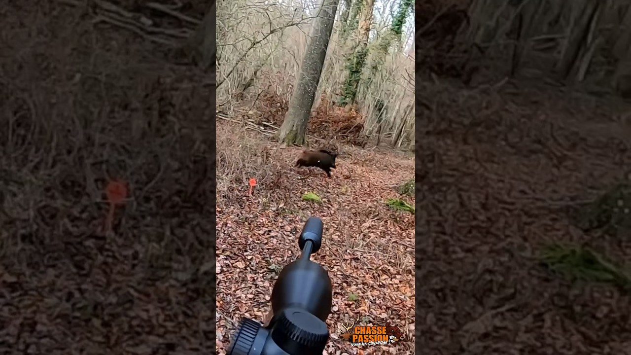 Tir sanglier en battue - Wild Boar headshot - Maral 4X