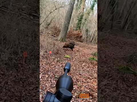 Tir sanglier en battue - Wild Boar headshot - Maral 4X