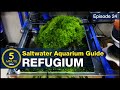 The Lazy Man S Way To Avoid Algae Refugium Set Up Tips For Nitrate And Phosphate Control The Lazy Man S Way To Avoid Algae Refugium Set Up Tips For Nitrate And Phosphate Control
