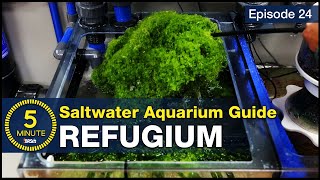 The lazy man’s way to avoid algae. Refugium set up tips for nitrate and phosphate control.
