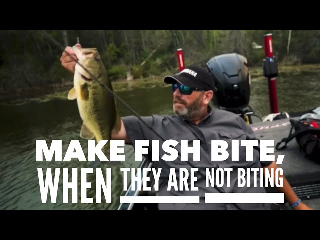 Make Fish Bite, When They Are Not Biting 