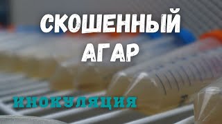 Хранение Мицелия - Скошенный агар - Инокуляция . ч2.