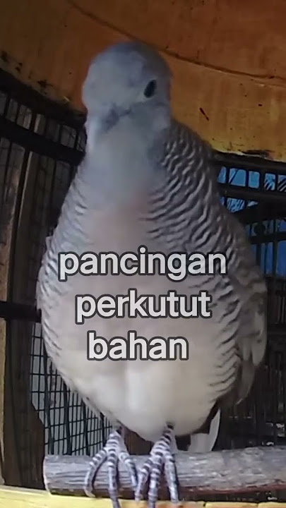 Pancingan perkutut bahan.