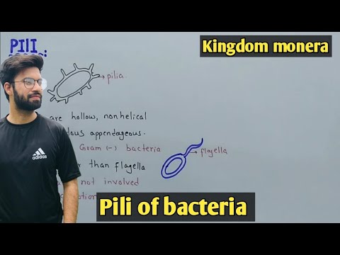 Bacteria Pili Structure And Function | Conjugation | Class 11 Biology