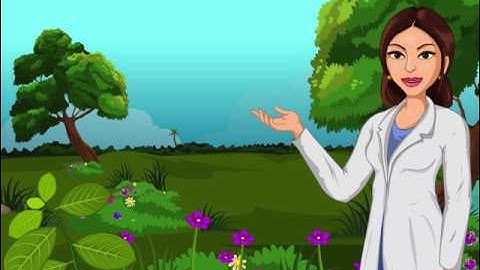 Leaf Structure and Functions