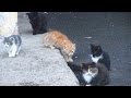 Hungry kittens eating fish and milk