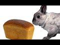 Можно ли кроликам хлеб