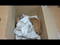 どでかい段ボール箱に大興奮な猫（20180124)【すず/コテツ】