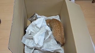 どでかい段ボール箱に大興奮な猫（20180124)【すず/コテツ】