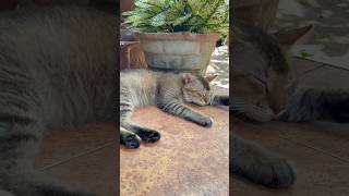 Cat Lovecatcatcareprettycat