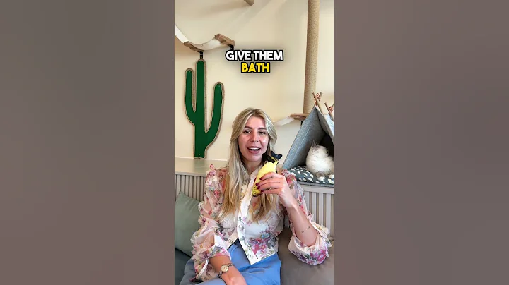 Video 11226311: devon rex kitten, meet devon rex, purebred kittens, hypoallergenic