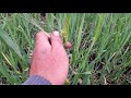 Опыты: озимый ячмень с удобрениями и без Winter barley with fertilizers and without