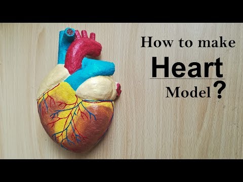 How to make Human Heart Model | Part 1/2