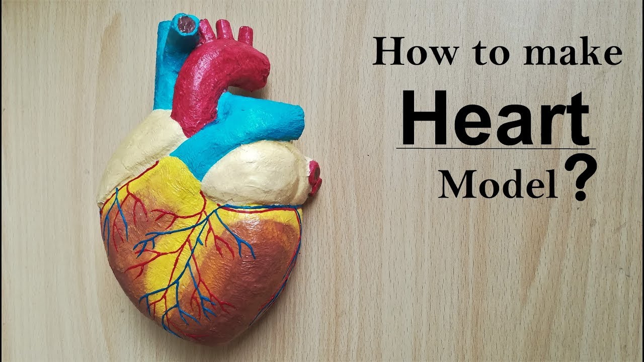 How to make Human Heart Model | Part 1/2 - YouTube