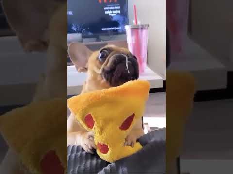 Interesting Cute Pet Animal Pet Dog Doglover Funnydogs Dog