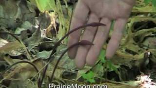 Wild Leek (Ramps) - Allium Tricoccum