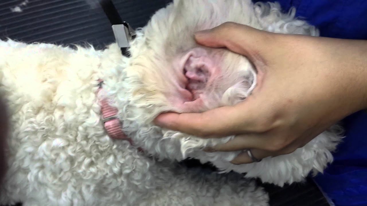 How to clean a dogs ears - YouTube
