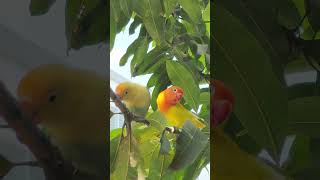 Cute, Cute Bird, Good Bird, They Are Walking In The Trees #Funny #Bird #Animal #Lovebirdsforever