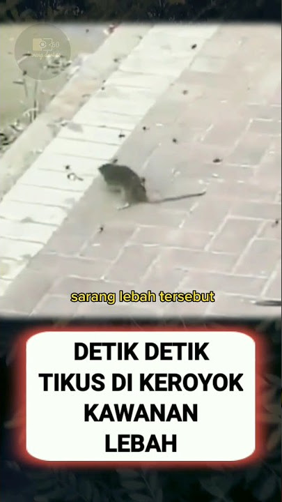 DETIK² TIKUS DI KEROYOK KAWANAN LEBAH