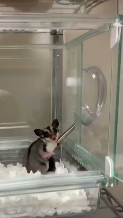 Sugar Glider Angry #shorts #sugarglider #funny