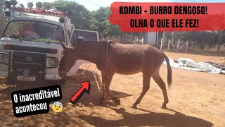 VOCÊ NÃO VAI ACREDITAR NO QUE ESSE BURRINHO FAZ DENTRO DA KOMBI!