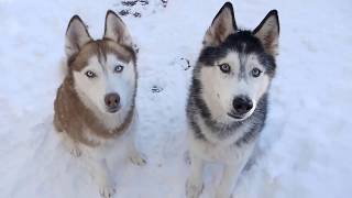 Top 10 Wolf Like Dog Breeds