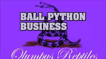Reptile business series!  Research, location, pricing, genetics...and $$$$ to start!