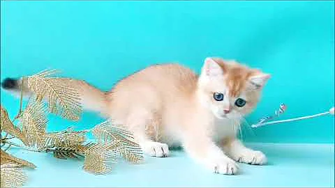 Video 10967901: british golden kitten, cute kitten british, british cat, lovely british