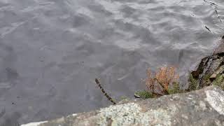 Grey Phalarope, Swineshaw Reservoir, Derbyshire, UK