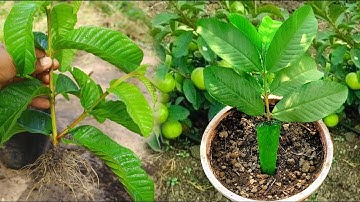 Smart Way on How To Grow Guava Tree Cutting 100% Success / How To Grow Guava  From cutting aloe vera