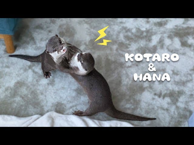 カワウソコタローとハナ　ケンカするほど仲がいい　Otter Kotaro&Hana They’re So Close They Fight