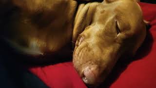 Dachshund Hemi Boy Snoring like his daddy!!! 😴 🐕