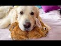 The dog uses his best friends rabbits as pillows!