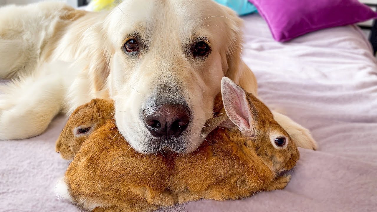 犬とウサギとインコの仲良し動画が猛烈に癒される ガラパゴニア