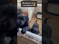These Lab Puppies Are Too Cute 🥹🐾