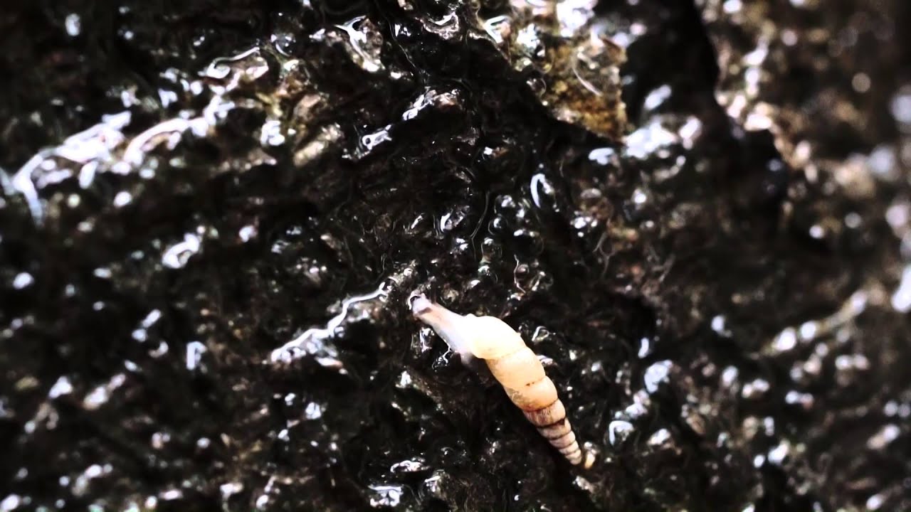 ヒメギセル 陸産貝類 Youtube