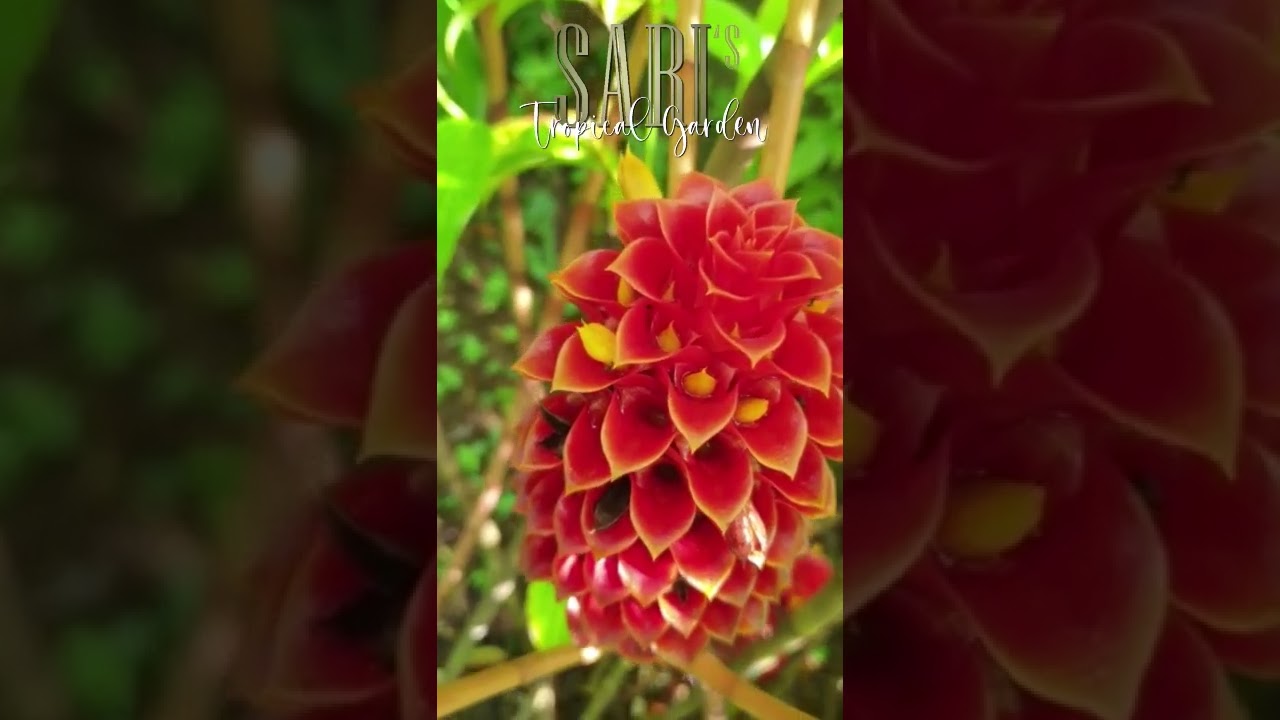 THE BEAUTY WAXY FLOWER